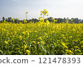 Beautiful yellow flowers in the countryside 121478393