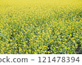 Field of rape blossoms in the countryside. selective focus 121478394