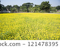 Field of yellow flowers 121478395