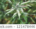Close up of green leaves of olive tree in garden. Shallow depth of field 121478446
