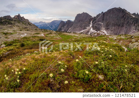 Wildflower season in Ergaki National Park. 121478521