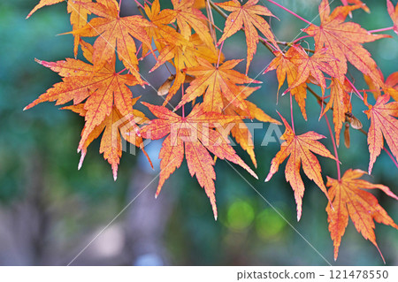 紅楓葉(冬季、12月)(茅崎市Shoraian) 紅楓葉(冬季、12月)(茅崎市Shoraian) 121478550