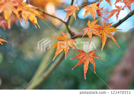 紅楓葉(冬季、12月)(茅崎市Shoraian) 紅楓葉(冬季、12月)(茅崎市Shoraian) 121478551