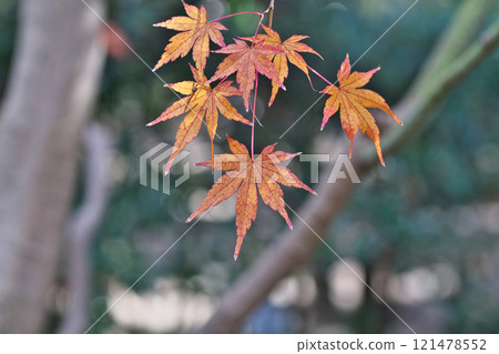 紅楓葉(冬季、12月)(茅崎市Shoraian) 紅楓葉(冬季、12月)(茅崎市Shoraian) 121478552