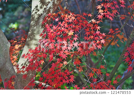 紅楓葉(冬季、12月)(茅崎市Shoraian) 紅楓葉(冬季、12月)(茅崎市Shoraian) 121478553
