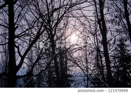 Silhouette of Trees Against a Setting Sun Shining Through Forest Canopy, Purple Sky 121478999