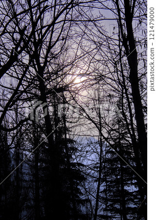 Sunset Through Bare Trees Silhouette Purple Sky Sunset Through Bare Trees Silhouette Purple Sky 121479000