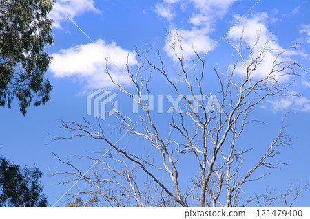 Cloudscape in Santa Clara del Mar , Buenos Aires , Argentina 121479400