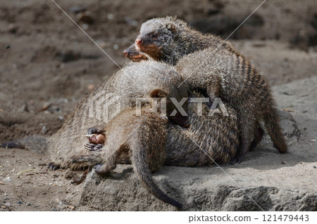 Banded Mongoose, group with baby, Mungos mungo Banded Mongoose, group with baby, Mungos mungo 121479443