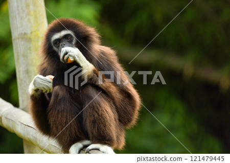 lar gibbon white-handed gibbon, an endangered primate in the gibbon family lar gibbon white-handed gibbon, an endangered primate in the gibbon family 121479445