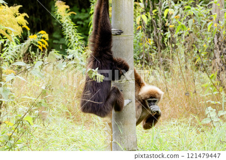 lar gibbon white-handed gibbon, an endangered primate in the gibbon family lar gibbon white-handed gibbon, an endangered primate in the gibbon family 121479447