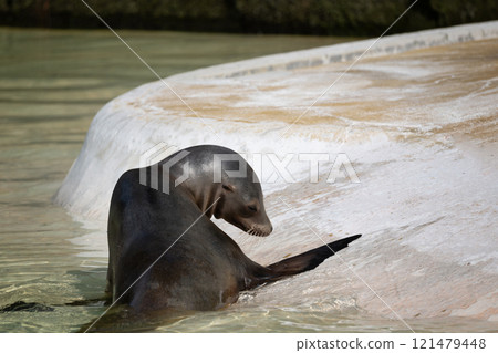 fur seal on the shore, selective focus fur seal on the shore, selective focus 121479448