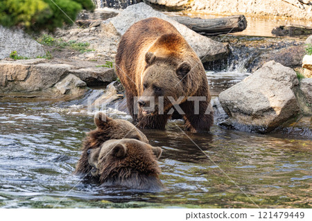 Wild brown bear ursus arctos Wild brown bear ursus arctos 121479449