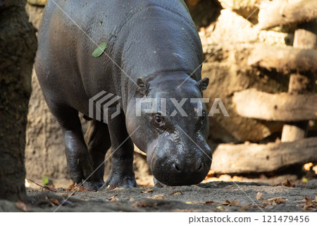 Pygmy hippopotamus Choeropsis liberiensis 121479456