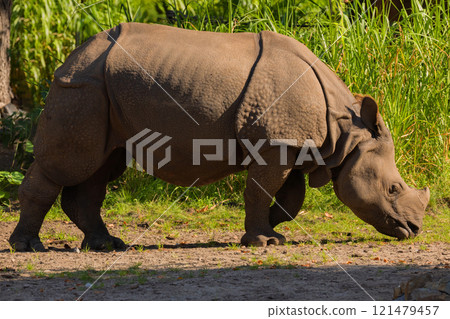 portrait of an adult rhinoceros on a sunny day in selective focus. portrait of an adult rhinoceros on a sunny day in selective focus. 121479457