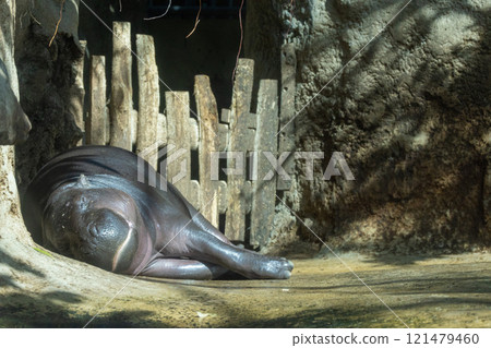 Pygmy hippopotamus Choeropsis liberiensis Pygmy hippopotamus Choeropsis liberiensis 121479460