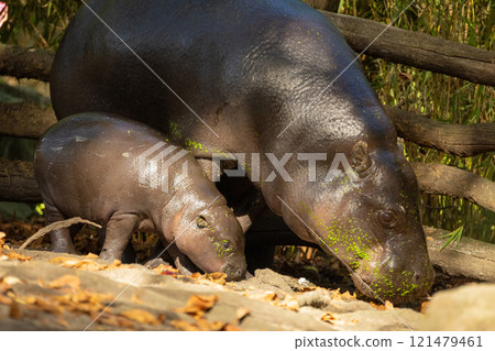 Pygmy hippopotamus Choeropsis liberiensis with mother 121479461