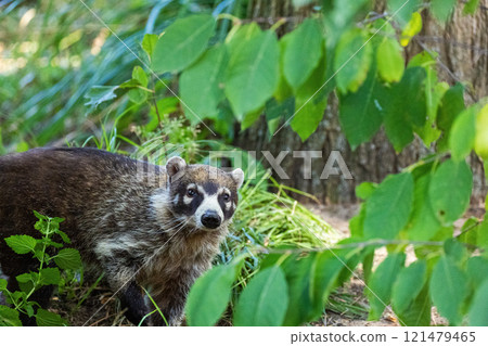 South American Coati, or Ring-tailed Coati Nasua nasua 121479465