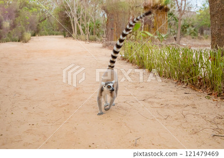 ring-tailed lemur, Lemur catta at Madagascar 121479469