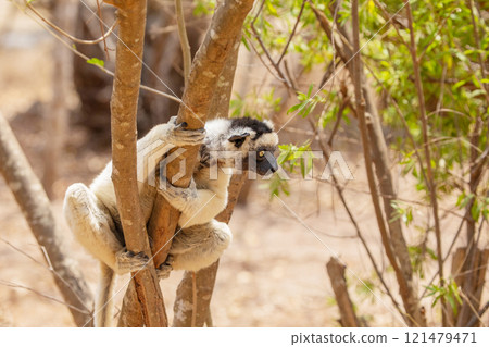 Sifaka lemur Propithecus verreauxi Madagascar nature Sifaka lemur Propithecus verreauxi Madagascar nature 121479471