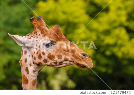 Giraffe in selective focus on green natural background Giraffe in selective focus on green natural background 121479473