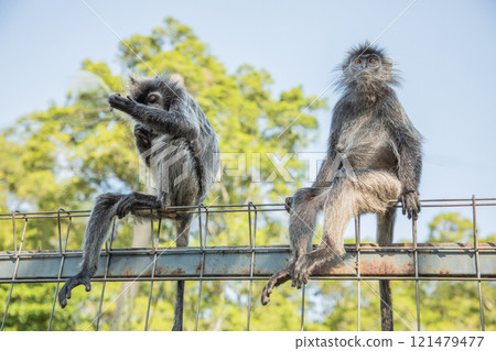 Closeup portrait of Tufted gray langur Semnopithecus priam 121479477