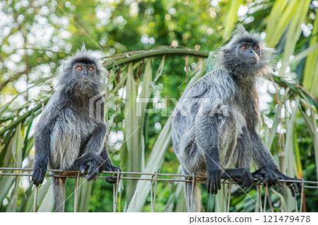 Closeup portrait of Tufted gray langur Semnopithecus priam Closeup portrait of Tufted gray langur Semnopithecus priam 121479478