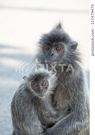 Closeup portrait of Tufted gray langur Semnopithecus priam 121479479