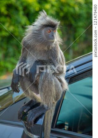 Closeup portrait of Tufted gray langur Semnopithecus priam Closeup portrait of Tufted gray langur Semnopithecus priam 121479480