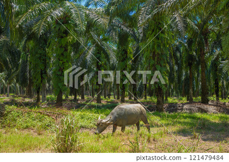 An Asian small gray mule grazes in a palm grove. Palm oil industry 121479484