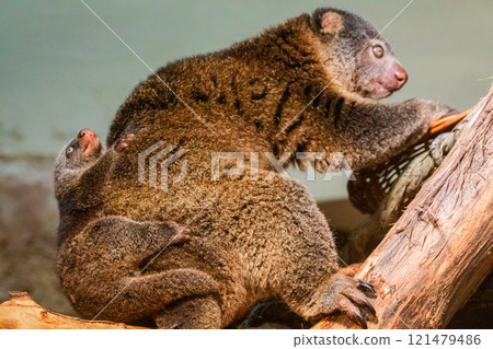 cute wild bear cuscus aulirops ursinus arboreal . small cute rare endemic animal 121479486
