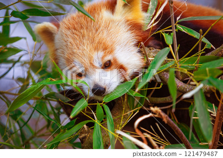 red panda Ailurus fulgens, lesser panda, is a small mammal red panda Ailurus fulgens, lesser panda, is a small mammal 121479487