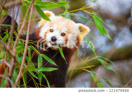 red panda Ailurus fulgens, lesser panda, is a small mammal red panda Ailurus fulgens, lesser panda, is a small mammal 121479488