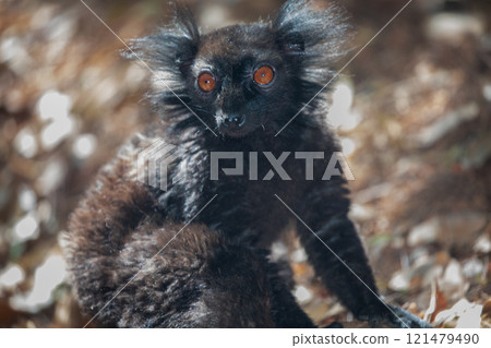 family Black lemur, Eulemur macaco, sits by a tree trunk family Black lemur, Eulemur macaco, sits by a tree trunk 121479490