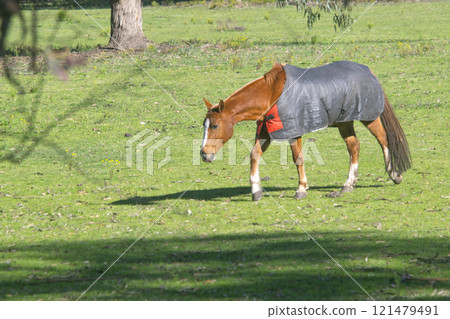Horse grazing on the pasture field , in Argentina 121479491