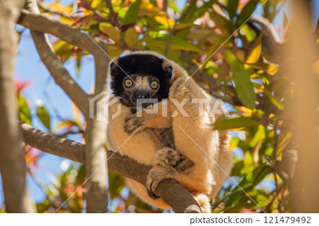Endangered Coquerel Sifaka Lemur Propithecus coquereli Madagascar Endangered Coquerel Sifaka Lemur Propithecus coquereli Madagascar 121479492