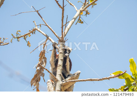 Endangered Coquerel Sifaka Lemur Propithecus coquereli Madagascar Endangered Coquerel Sifaka Lemur Propithecus coquereli Madagascar 121479493