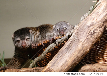 cute wild bear cuscus aulirops ursinus arboreal 121479496