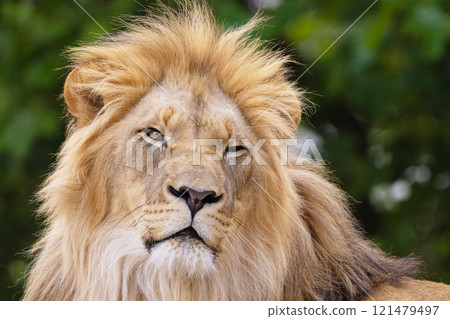 close-up image of a lion's head. expression is calm and majestic 121479497