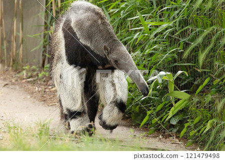 Giant anteater cute animal from Brazil. 121479498