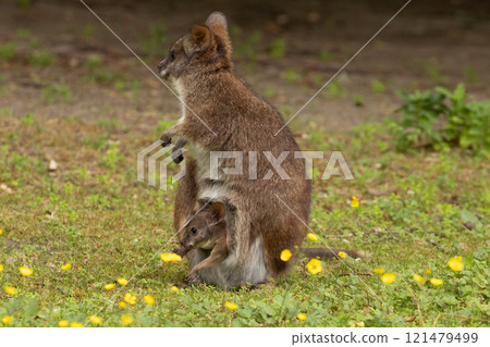 Bennett's wallaby Macropus or Notamacropus rufogriseus 121479499