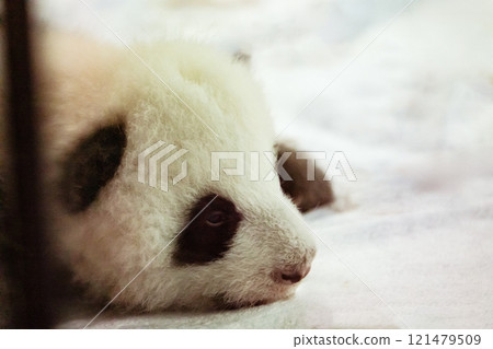 Potrait of baby panda lying on 121479509