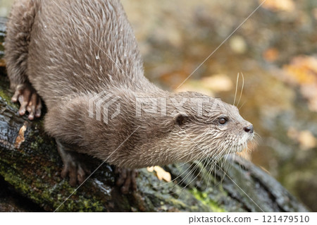 Asian small clawed otter Amblonyx cinerea, small clawed otter 121479510