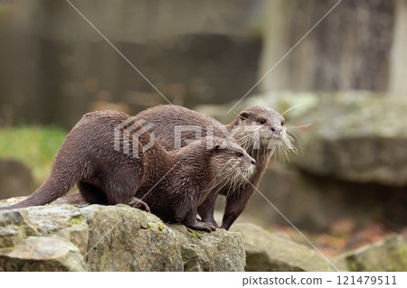 Asian small clawed otter Amblonyx cinerea, small clawed otter 121479511