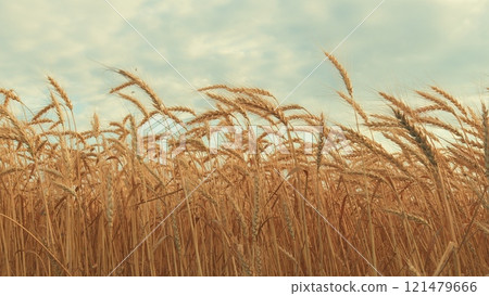 Ears Of Wheat Sway In Wind In Farm Field. Ears Are Waving Slightly. Agricultural Field In Summer Day. Golden Crop Ears Swaying From Gentle Wind. 121479666
