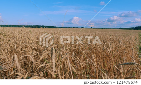 Ripe Wheat Ears Swaying In Wind In Agricultural Field. Showcasing Beauty And Tranquility Of Natural Landscape. Golden Wheat Field Over Blue Sky At Summer Day. 121479674