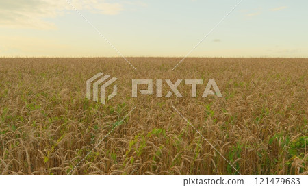 Production Organic Eco Bio. Growing Ripe Wheat In Agricultural Field At Summer Day. Ripe Wheat Summer Background. Ripe Ears Of Wheat Waving Swaying In Wind. 121479683