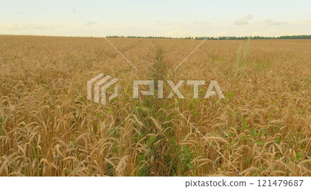 Picturesque View Of Lush Green Grass And Ripe Wheat Ears Gently Swaying In Wind. Wheat Ears On Light Wind At Sunny Day. Growing Cereals In Farmland. Picturesque View Of Lush Green Grass And Ripe Wheat Ears Gently Swaying In Wind. Wheat Ears On Light Wind At Sunny Day. Growing Cereals In Farmland. 121479687