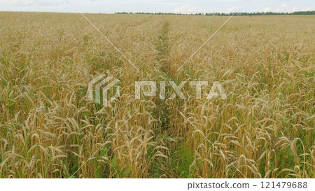 Pre-Harvest. Field Of Ripe Wheat Ready For Harvest Against A Blue Sky. Beautiful Ripe Wheat In Plain. Golden Ripe Wheat Field. Agricultural Background. Pre-Harvest. Field Of Ripe Wheat Ready For Harvest Against A Blue Sky. Beautiful Ripe Wheat In Plain. Golden Ripe Wheat Field. Agricultural Background. 121479688