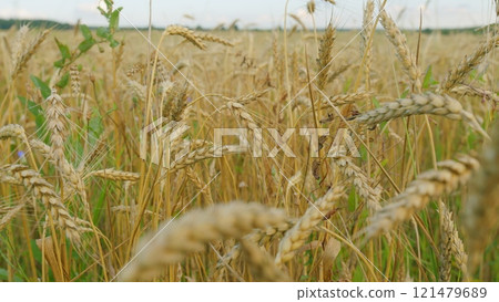 Agricultural Field With Growing Ripe Golden Wheat. Ripe Wheat Ears Swaying On Wind In Agricultural Field In Summer. Wheat Ears On Field In Summer. 121479689